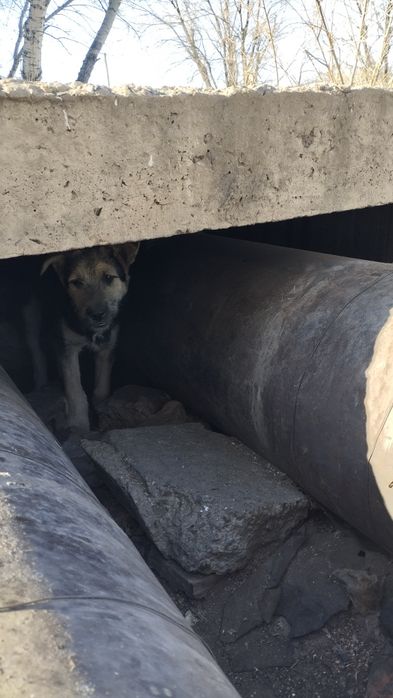 Отдам щенят в добрые руки