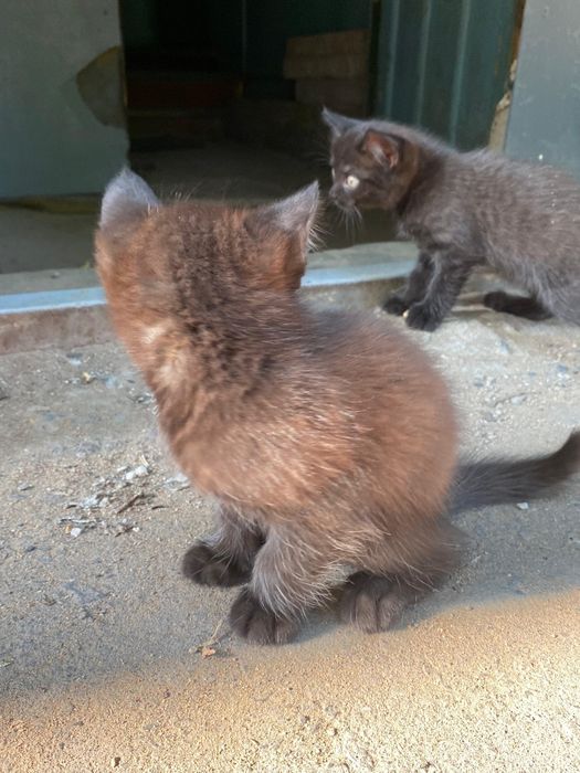 Котята ласковые,игривые