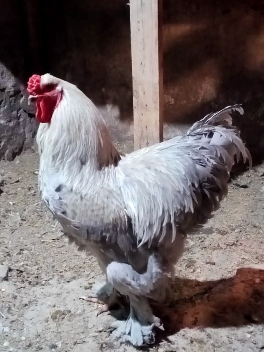 Петух порода брамма