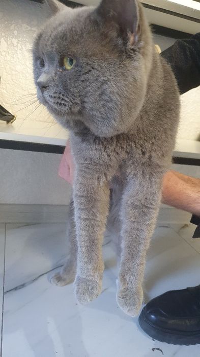 British Shorthair zotidagi mushuk.