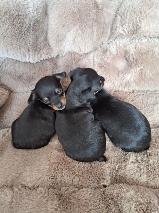 Продам мини той терьера