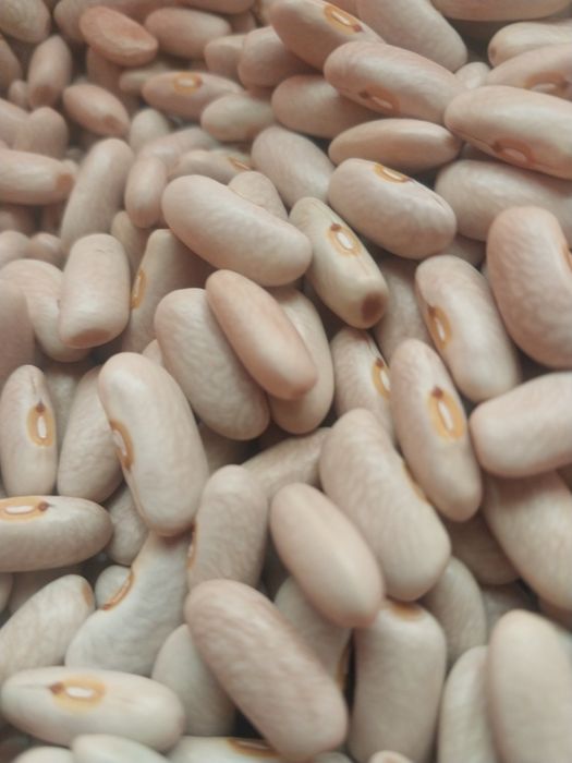 Фасоль  белая  свежая 1 л -1400т.