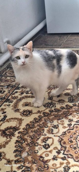 Кошка в добрые руки