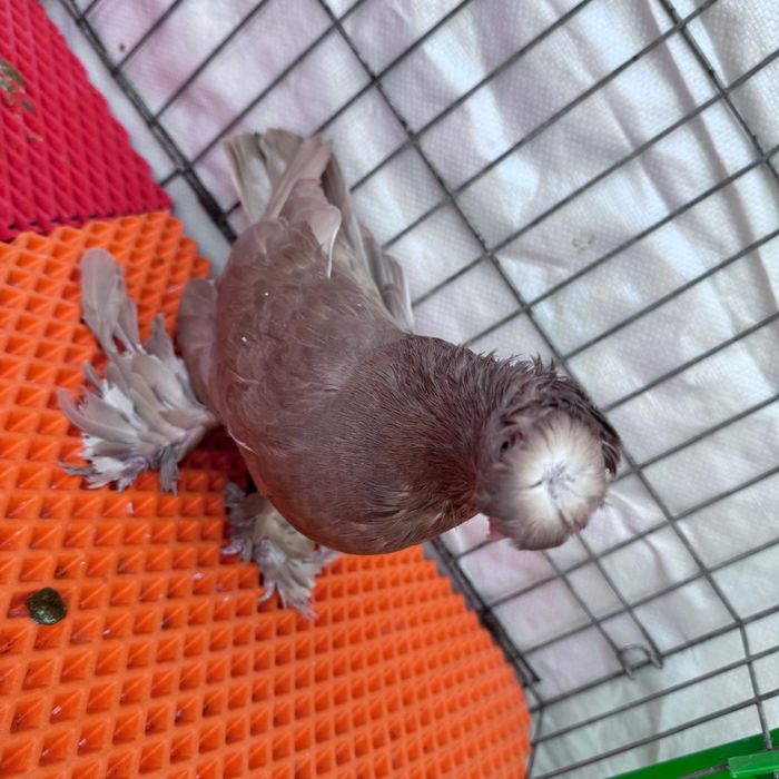 Продам голубей кептерлер сатылымда