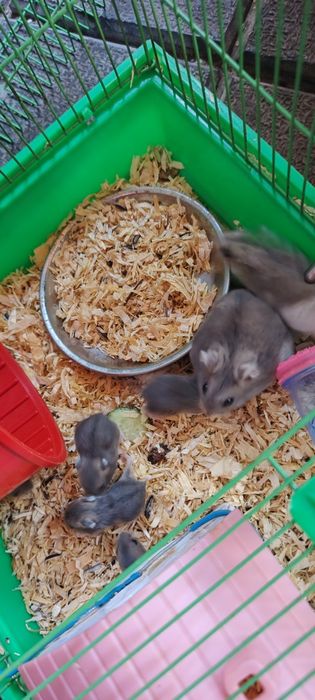 Vând hamster pitic