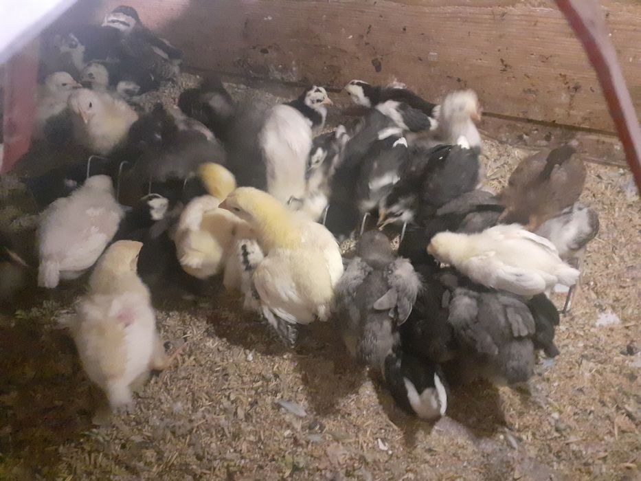 Vând oua și pui rasa pura sau metiși din rasele Chaboo,Italiene