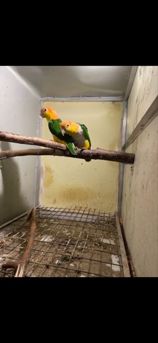 Papagali caique & amazon