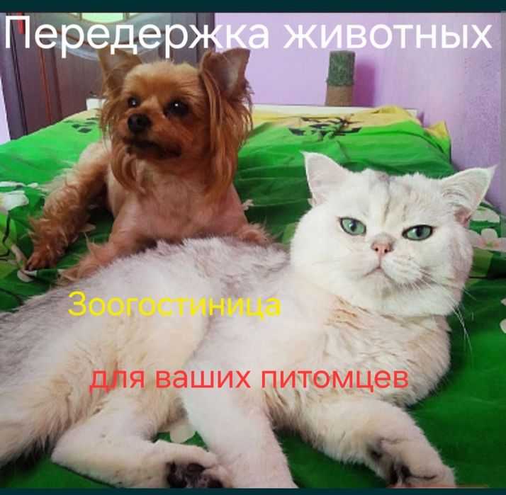 Передержка животных