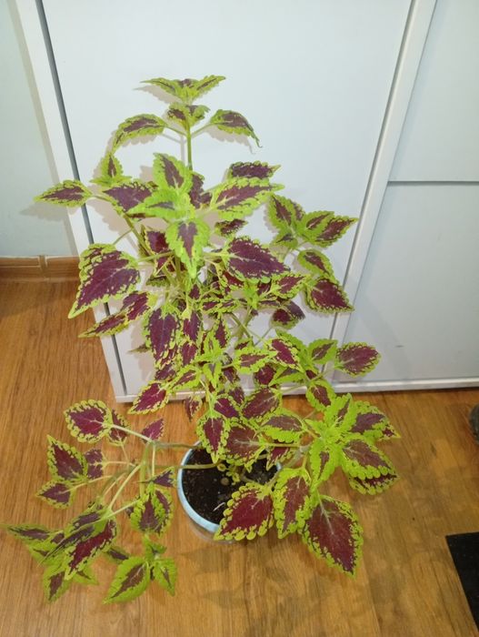 Колеус 3000 тенге