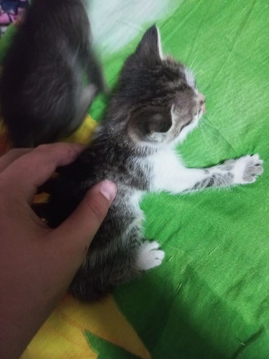 Отдам котят бесплатно