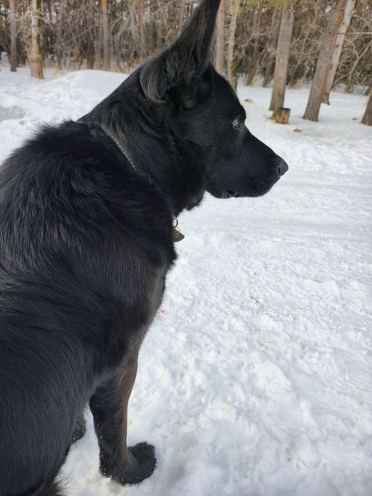 Кабель немецкой овчарки.