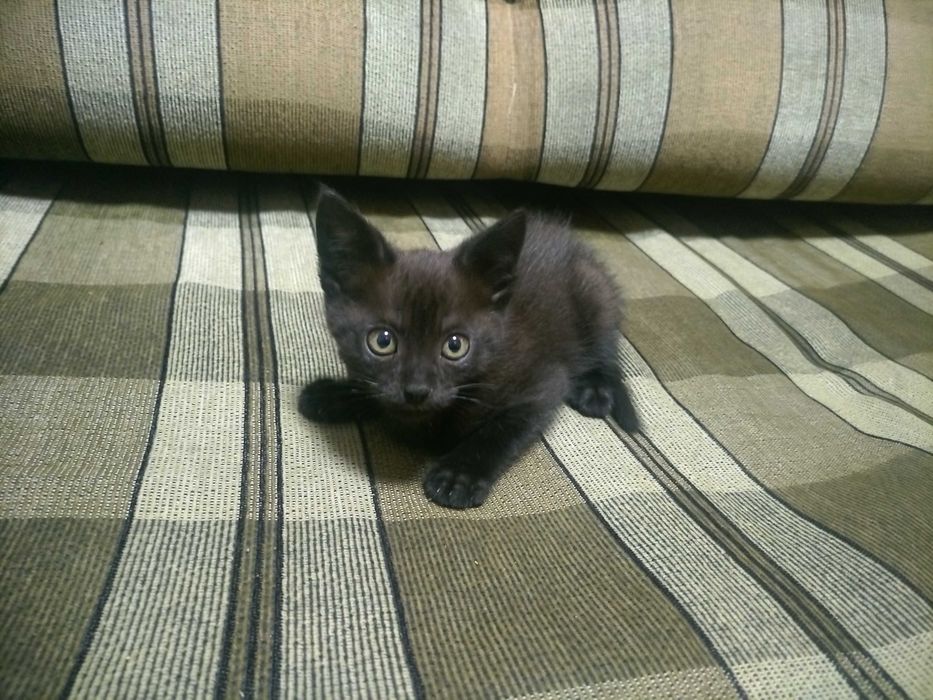Отдам котят в добрые руки
