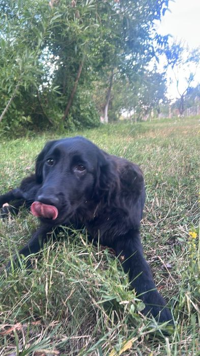 Cățel spre adopție-caută o familie iubitoare