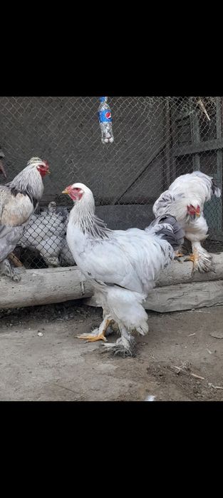 Brama xòrozlari sotiladi