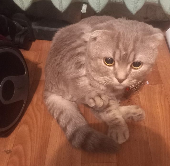 Отдам в добрые руки