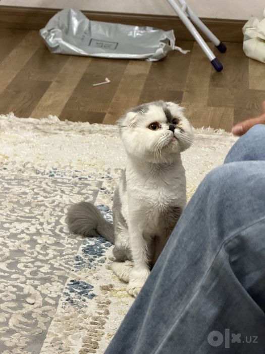 Персидская кошка