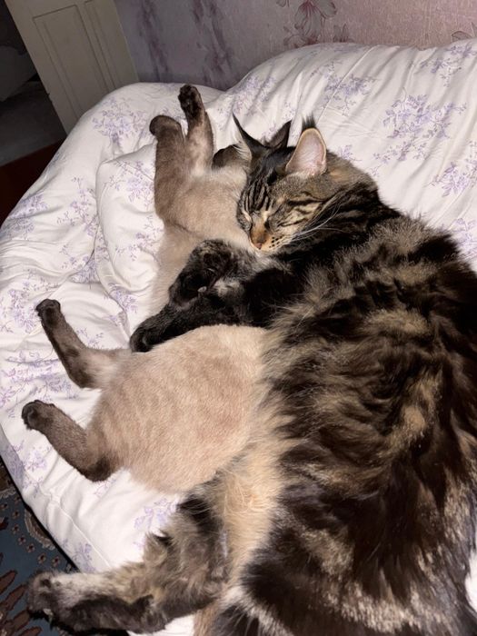 Мейн Кун девочка