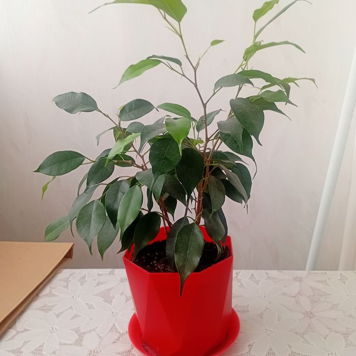 Продам цветы комнатные