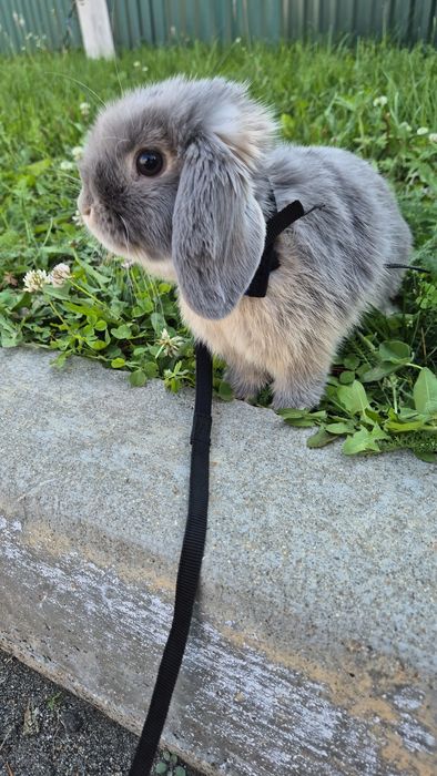 Самец минилоп ищет самку