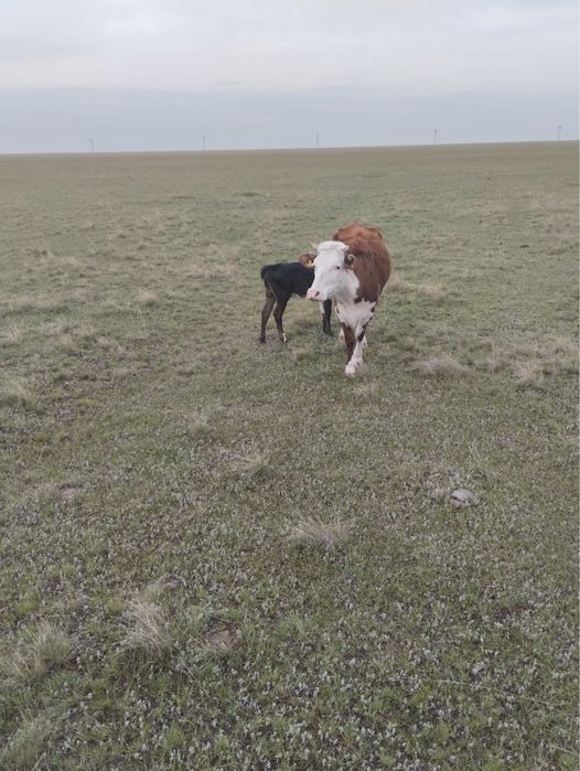 Сиыр 4 жасар ургашы бұзауымен