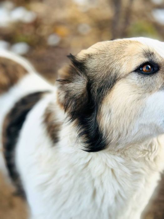 Соломон ищет семью. Очень классный. Собака. Алабай