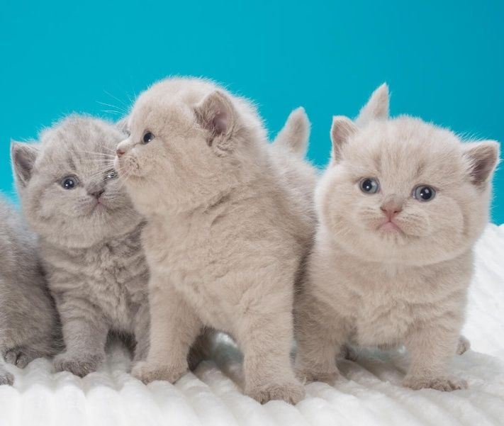 Британские котята