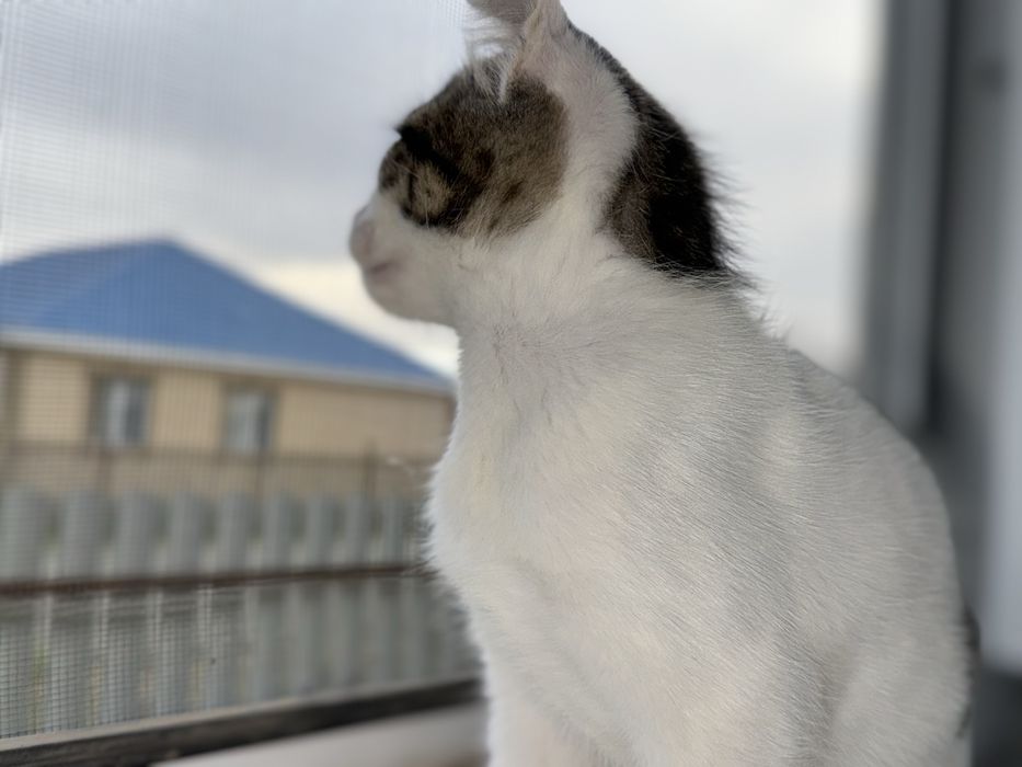 Шолтанская смешаный котенок