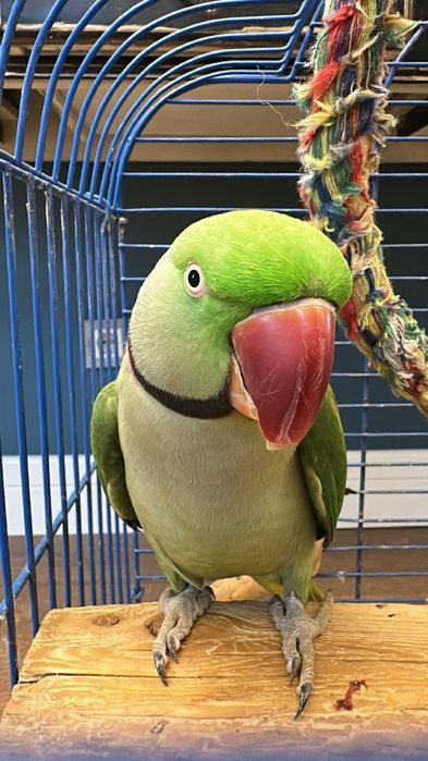 Александрийский Попугай Арчи