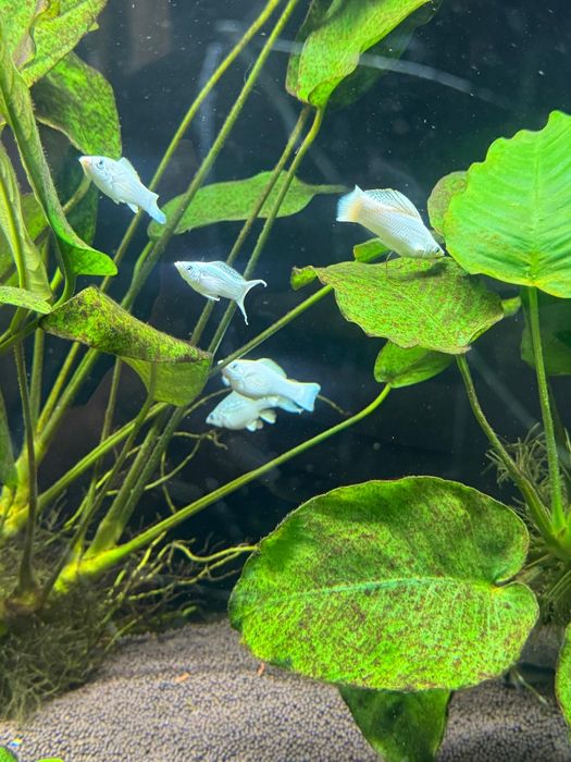 Молинези платина синеглазка