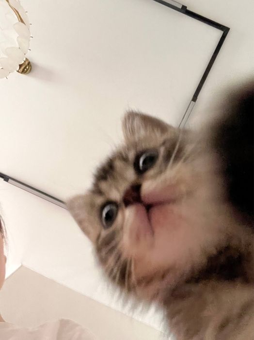 котенок британец короткошёрстный