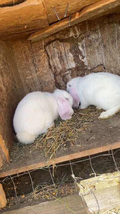 Iepuri berbec german