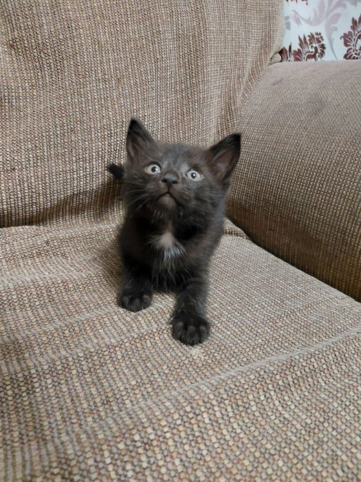 Отдам котят в добрые руки , 2 мальчика