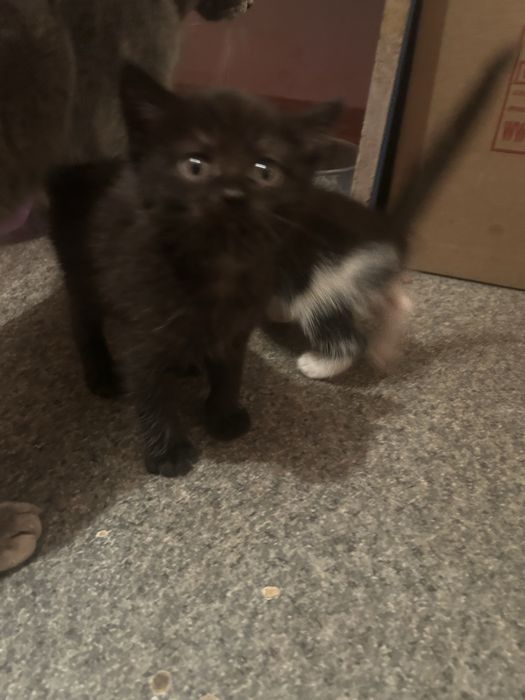 котята маленькие