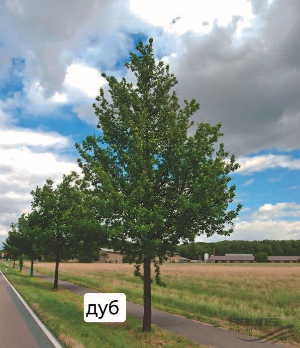 Дуб ясень липа береза каштан