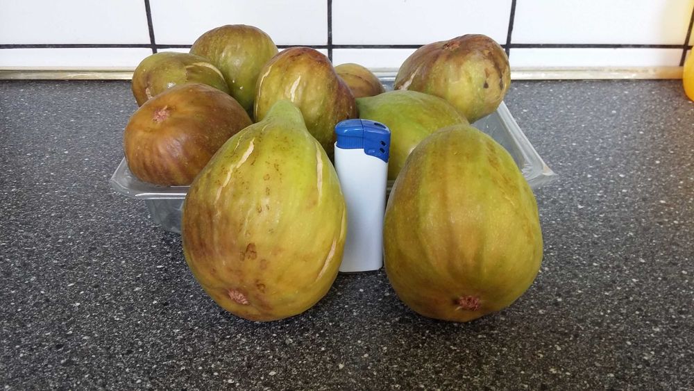 Семейно щастие,Смокини,Цезалпиния-Жълта райска птица.