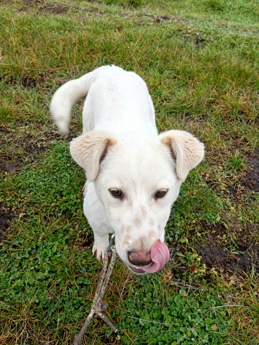 Подарявам малко бяло кученце