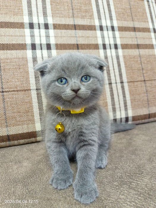 Продаются котята