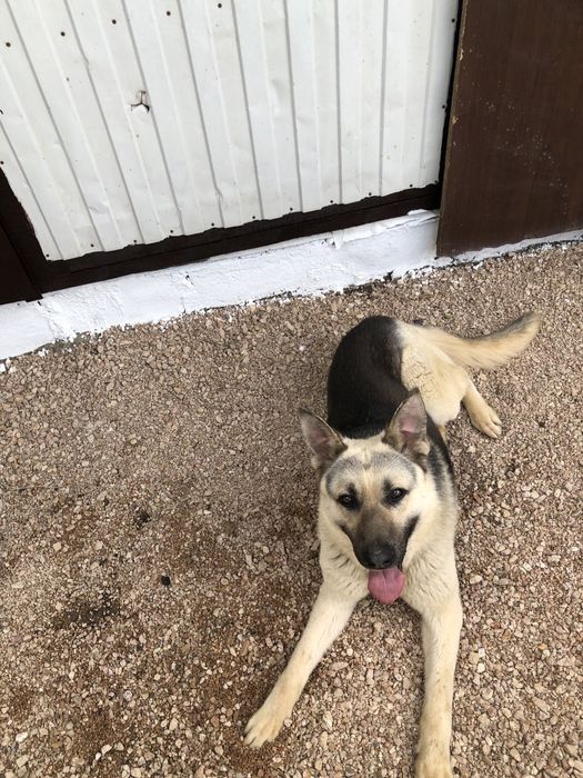 Вязка ВЕО. Чистокроный