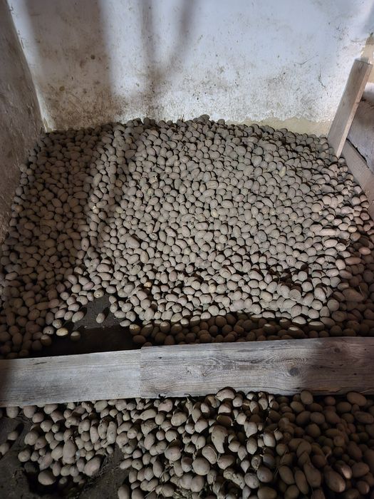 Vând cartofi de samanta roșu