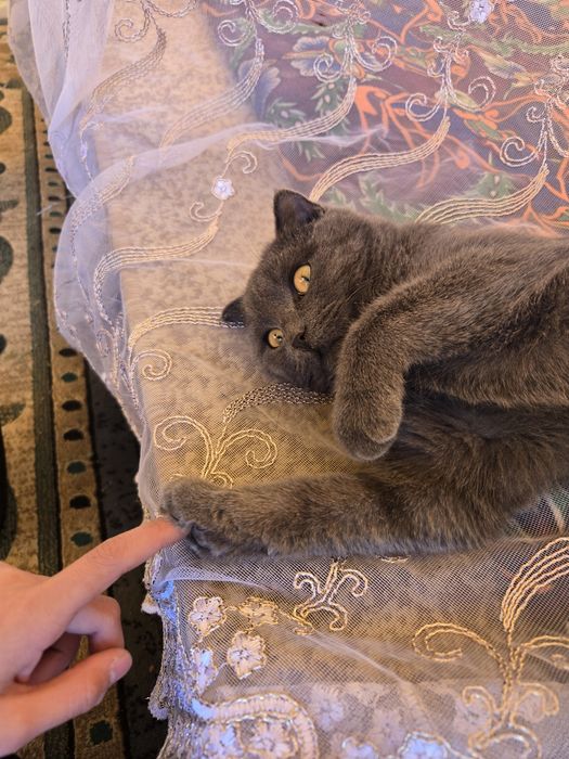 Продается Шотландская кошка вислоухая