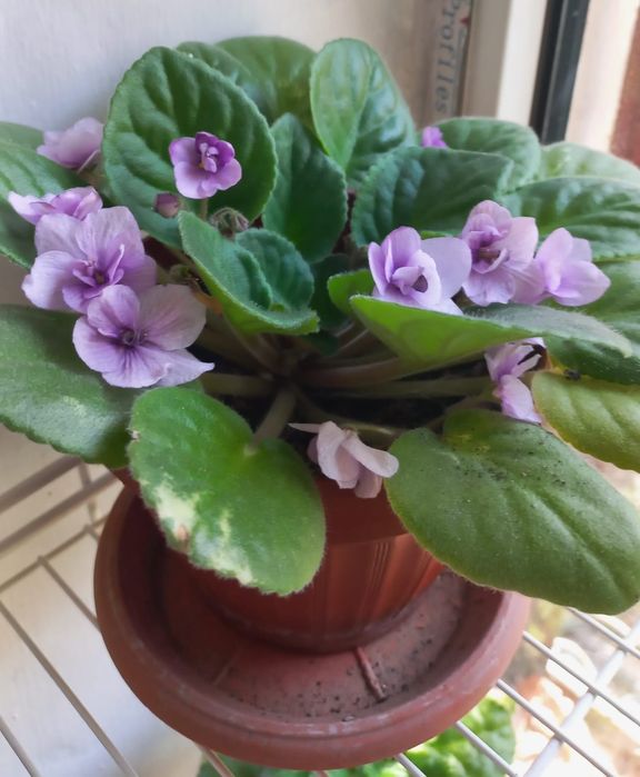 Фиалка домашняя обильноцветущая