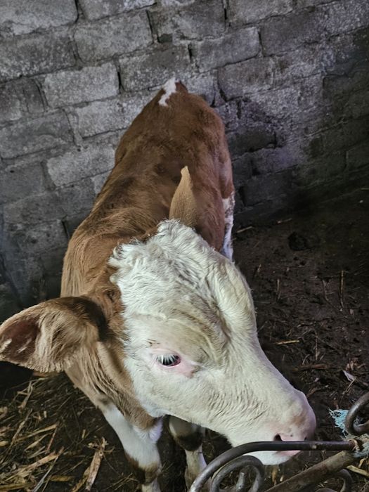 Vand vitel de 2 luni jumate