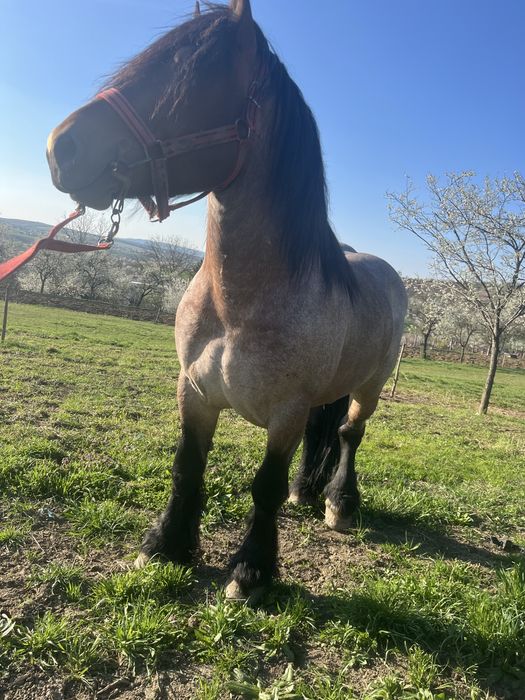 Armasar pentru monta