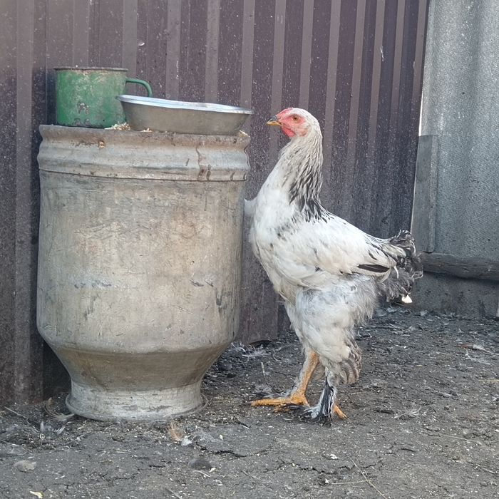 Продам петушков брама