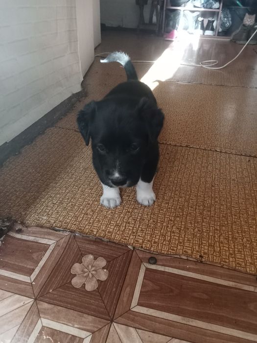 Отдам в добрые руки щенят