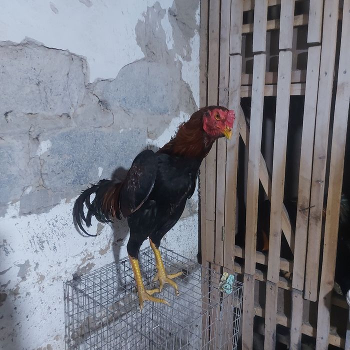 Джужа июнски Корейц китай