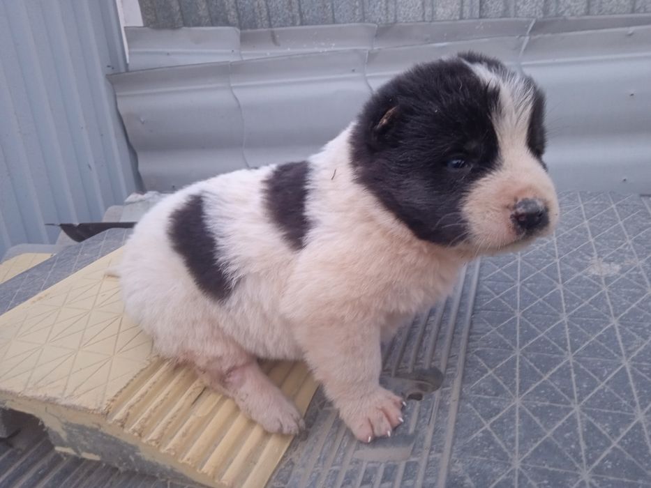 Щенок Алабая девочка 35 дней