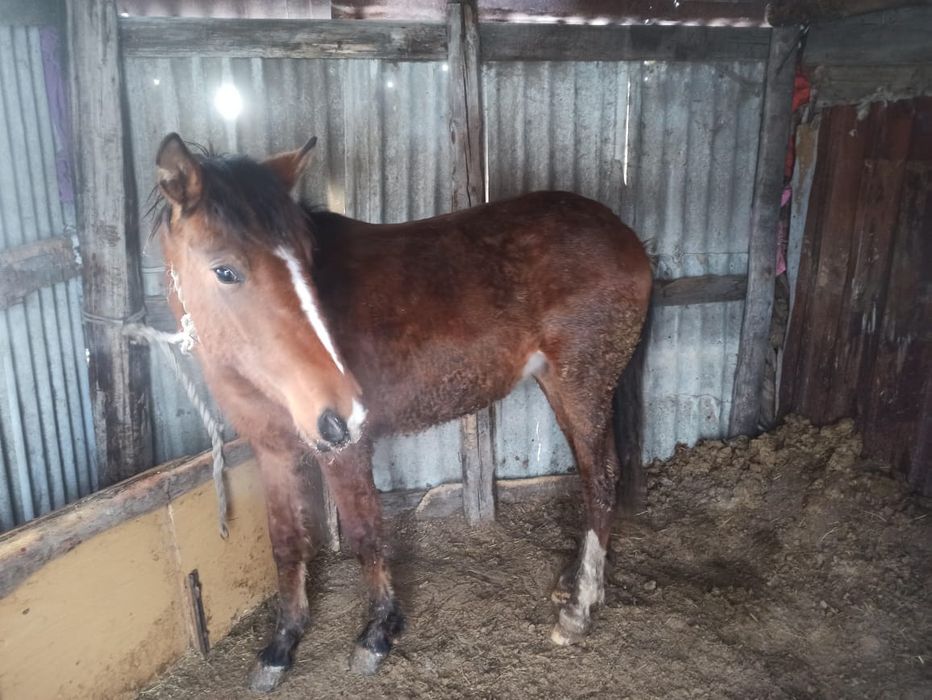 Тай согым сатылады 1-8мес