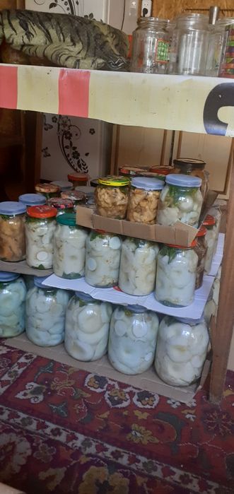 Засолка домашняя