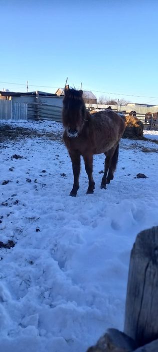 Продам упитанного тайчика (мальчик)